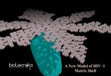 Scientists Propose A New Model For The Matrix Shell Of HIV-1 model of HIV 1 shell