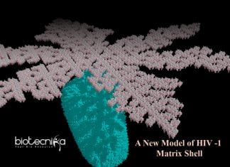 Scientists Propose A New Model For The Matrix Shell Of HIV-1 model of HIV 1 shell