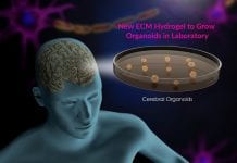 Regenerated Tissue For Patients Soon To Be A Reality – Say Scientists new ECM hydrogel to grow organoids