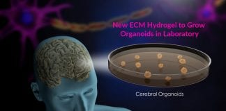 new ECM hydrogel to grow organoids
