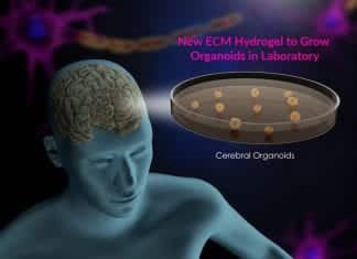 Regenerated Tissue For Patients Soon To Be A Reality – Say Scientists new ECM hydrogel to grow organoids