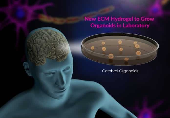 new ECM hydrogel to grow organoids
