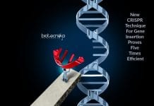 Chemical Modification Of DNA Ends For Better CRISPR Efficiency new crispr technique for gene insertion Efficient insertion of DNA