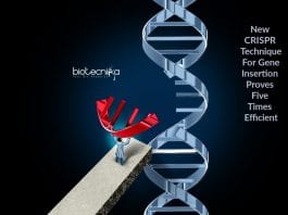 new crispr technique for gene insertion Efficient insertion of DNA