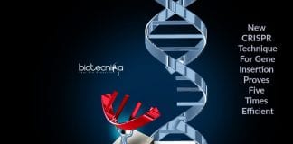 new crispr technique for gene insertion Efficient insertion of DNA