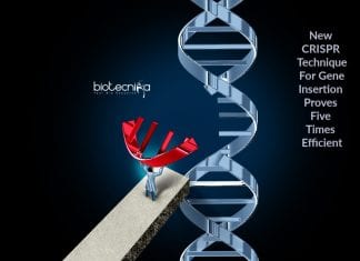 Chemical Modification Of DNA Ends For Better CRISPR Efficiency new crispr technique for gene insertion Efficient insertion of DNA