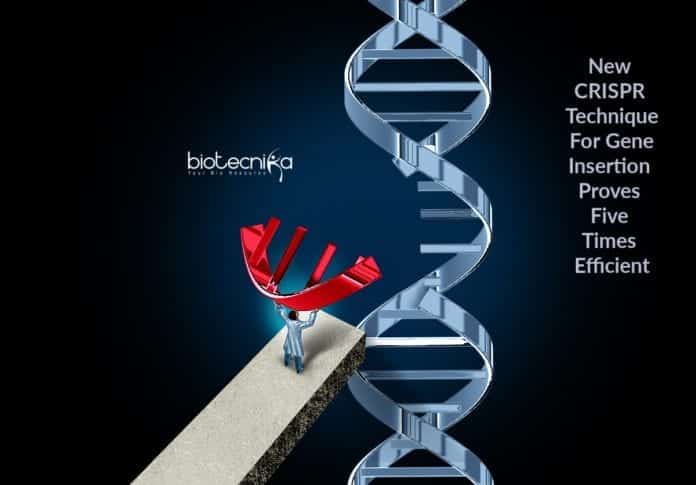 new crispr technique for gene insertion Efficient insertion of DNA