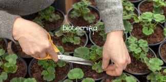 new-method-to-grow-geranium
