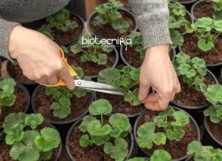 CSIR-CIMAP Scientists Develop New Technique To Grow Geranium new-method-to-grow-geranium