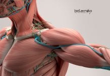 ANU Scientists Discover Self-Healing Hydrogel to Make Artificial Muscles self-healing hydrogel for artificial muscles