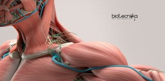 self-healing hydrogel for artificial muscles