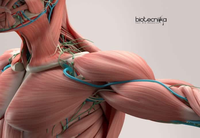 self-healing hydrogel for artificial muscles