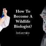 Wildlife Biology Career