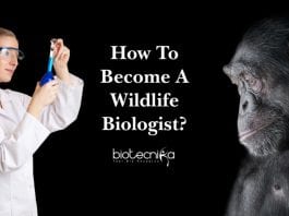 Wildlife Biology Career