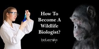 Wildlife Biology Career