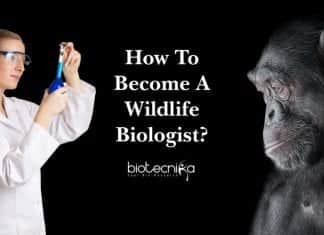 How To Become A Wildlife Biologist? – Career Path & Salary Details Wildlife Biology Career