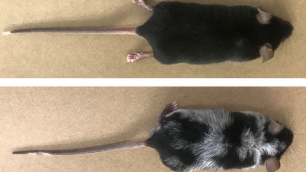 how stress makes hair turn white