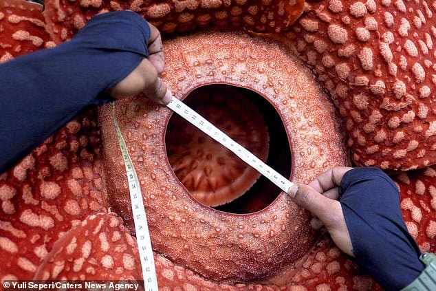 World's Largest Flower Rafflesia