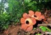Biggest Specimen Ever Of World’s Largest Flower Found In Indonesia World's Largest Flower Rafflesia