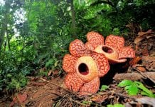 Biggest Specimen Ever Of World’s Largest Flower Found In Indonesia World's Largest Flower Rafflesia