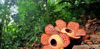 World's Largest Flower Rafflesia