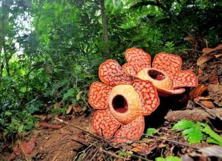 Biggest Specimen Ever Of World’s Largest Flower Found In Indonesia World's Largest Flower Rafflesia