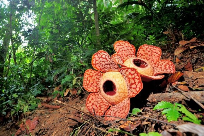 World's Largest Flower Rafflesia