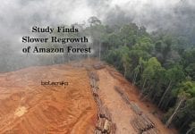 New Study Finds Regrowth Of Amazon Forests Much Slower Amazon Forests Slower Regrowth