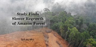 Amazon Forests Slower Regrowth