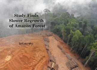 New Study Finds Regrowth Of Amazon Forests Much Slower Amazon Forests Slower Regrowth