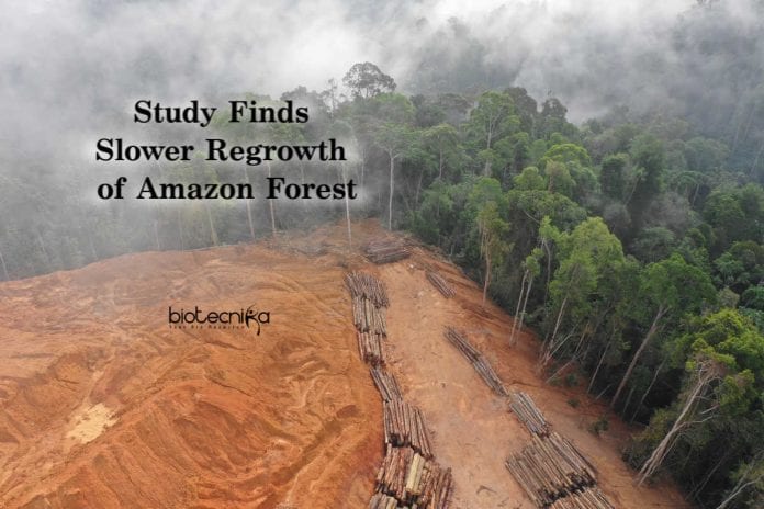 Amazon Forests Slower Regrowth