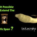 C.elegans' life span extended