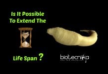 Scientists Extend Life Span Of These Animals By 500 Percent C.elegans' life span extended