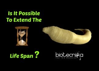 Scientists Extend Life Span Of These Animals By 500 Percent C.elegans' life span extended