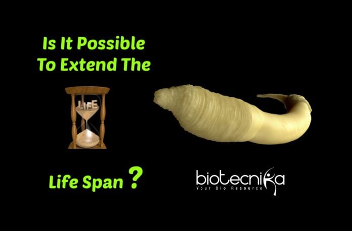 C.elegans' life span extended