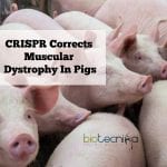 CRISPR to treat Muscular dystrophy