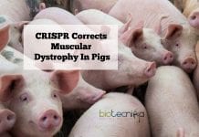 CRISPR Corrects Muscular Dystrophy In Pigs – Soon To Be Tested In Humans CRISPR to treat Muscular dystrophy
