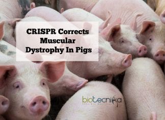 CRISPR to treat Muscular dystrophy
