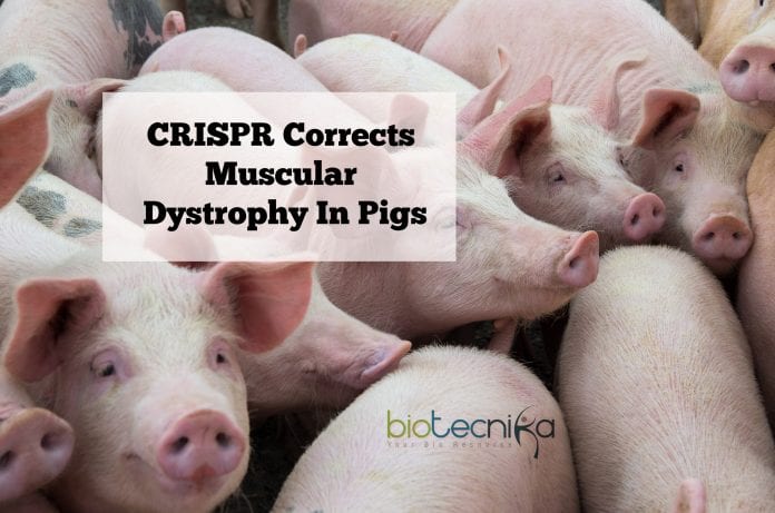 CRISPR to treat Muscular dystrophy