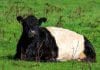 Dumfries cow DNA research