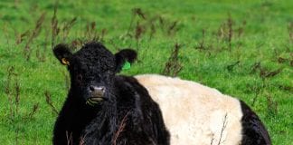 Dumfries cow DNA research