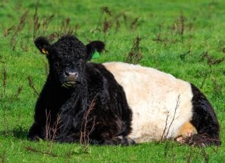 Dumfries cow DNA research