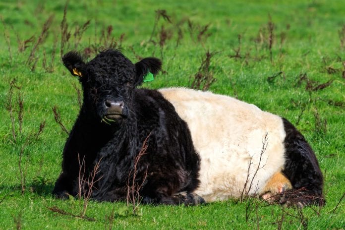 Dumfries cow DNA research