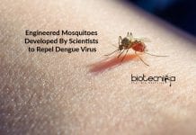 Synthetically Engineered Mosquitoes That Can Repel Dengue Virus