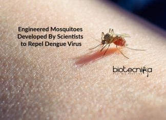 Synthetically Engineered Mosquitoes That Can Repel Dengue Virus