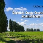 Genetically Modified Trees