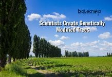 Scientists Create Genetically Modified Trees To Fight Climate Change Genetically Modified Trees