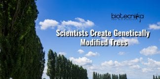 Genetically Modified Trees