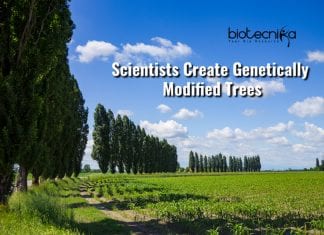 Scientists Create Genetically Modified Trees To Fight Climate Change Genetically Modified Trees