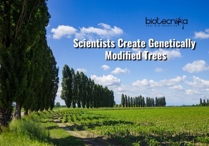 Genetically Modified Trees
